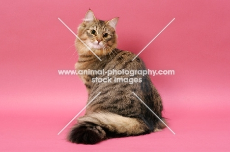 Brown Mackerel Tabby Norwegian Forest Cat
