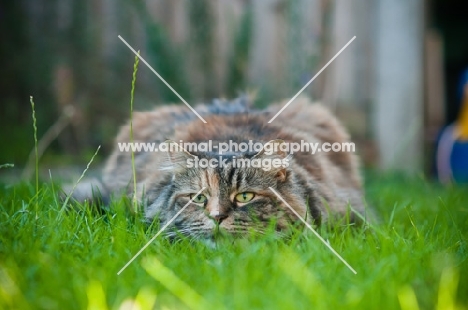 cat lying down on grass