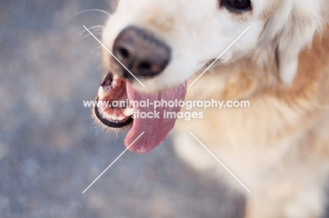 Golden Retriever outdoors, tongue out