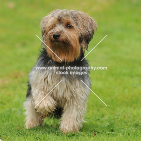 yorkshire terrier x lhasa crossbreed sat, paw up