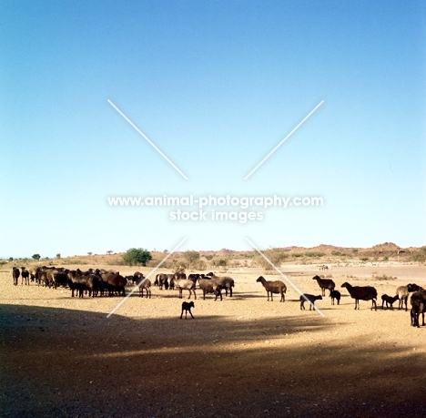 karakul sheep on keetman farm, namibia