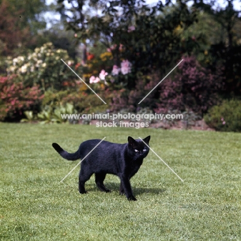 beverley nichols' black cat in his garden