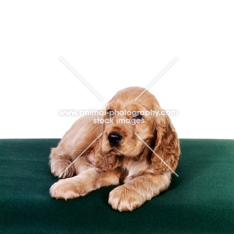 english cocker spaniel puppy lying