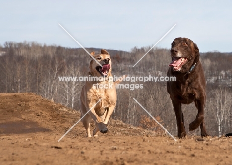 cream and chocolate Labradors running