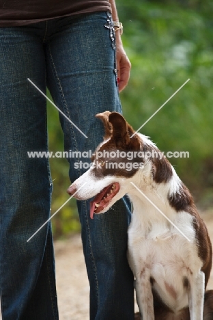 Border Collie