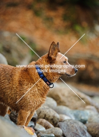 alert Australian Cattle Dog