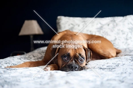 boxer lying with head down on bed