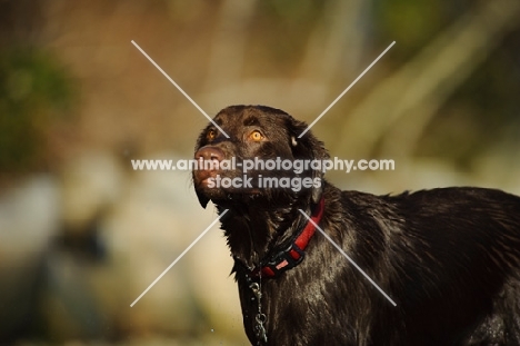 Chocolate Lab