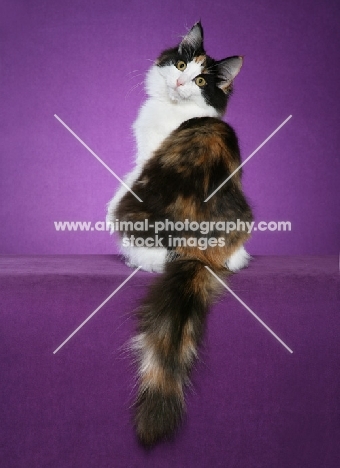 Norwegian Forest Cat back view