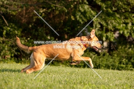 Side view of Anatolian shepherd mix running