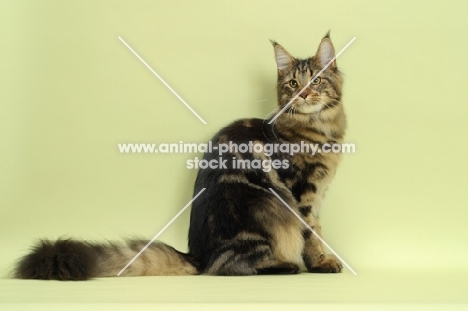 brown tabby Maine Coon cat in studio