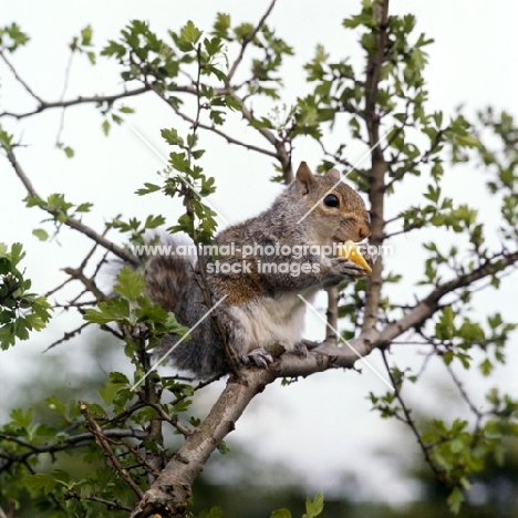 tame grey squirrel, trained as a model and film star, eating a tit bit