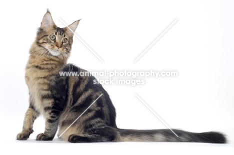 Brown Classic Tabby Maine Coon sitting down