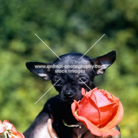 chihuahua puppy near a rose