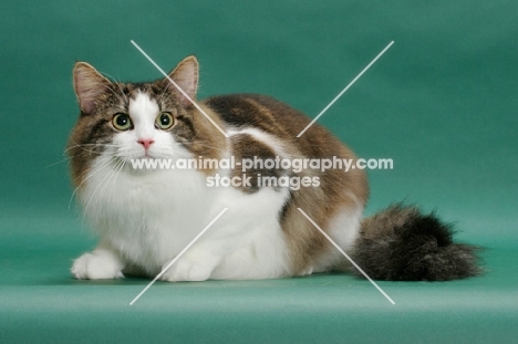 Norwegain Forest cat, crouching, brown classic tabby & white colour