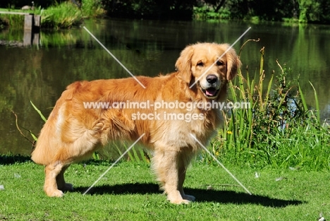 young Golden Retriever side view