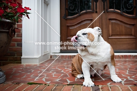 english bulldog licking nose