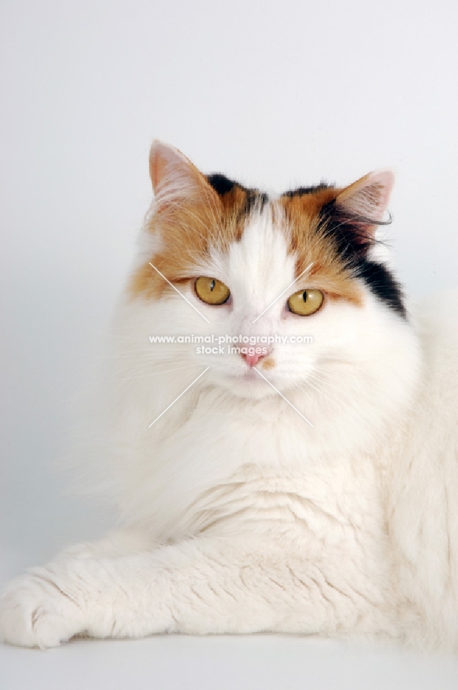 tortoiseshell and white van cat looking at camera