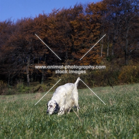 english setter walking and sniffing on the hillside