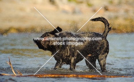 black Labrador Retriever shaking off water