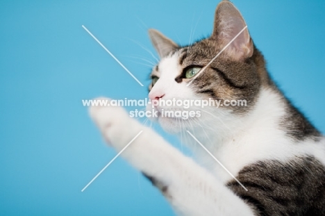 Household cat one leg up, blue background