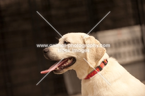 cream Labrador Retriever