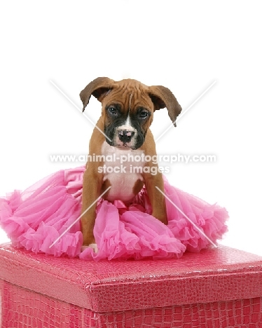 Boxer puppy in tutu