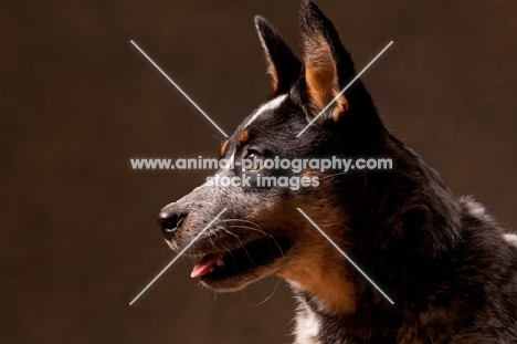 Australian Cattle Dog profile