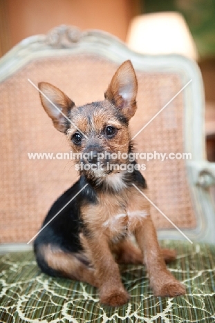 terrier mix sitting on green chair