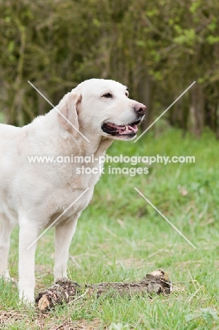 Pet Labrador standing by big stick