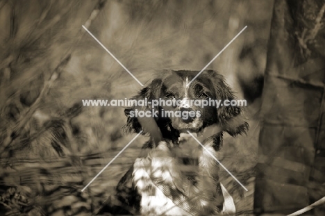 english springer spaniel in a field near owner