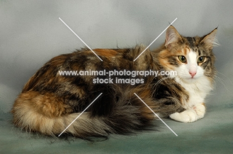 brown tortie and white norwegian forest cat