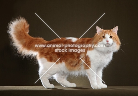 Norwegian Forest Cat, side view