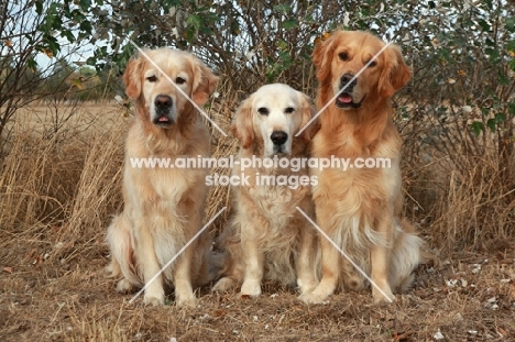 Golden Retrievers sitting down