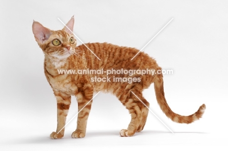 Devon Rex on white background, classic red tabby