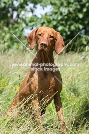 Animal Photography Shorthaired Hungarian Vizsla Image Ref Ap