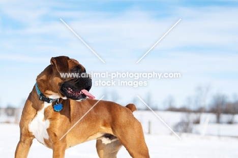 Boxer standing in snowy field