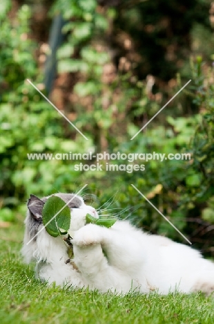 Ragdoll cross Persian playing with leaf