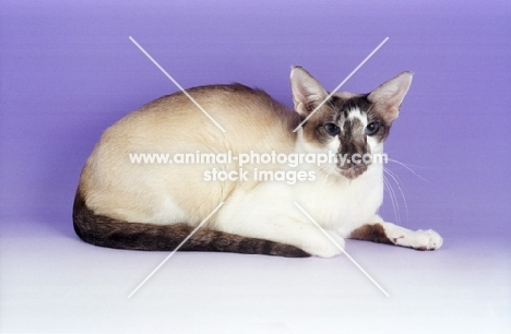 Seychellois cat lying on purple background, rare breed