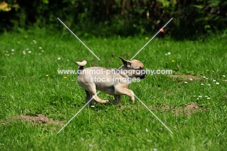 Retro Pug cross between pug and Parson Russell Terrier to improve breathing due to longer nose