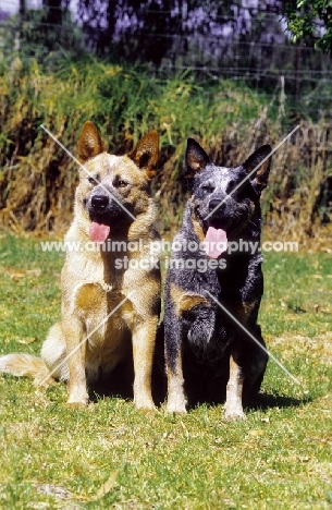 two Australian Cattle dogs, sitting down