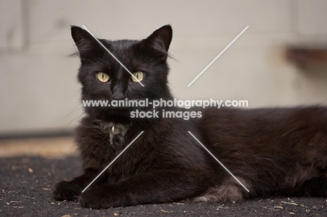 black cat looking at camera