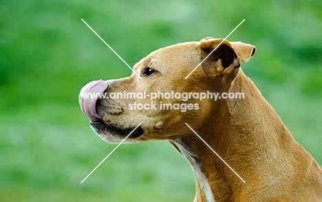 American Pit Bull Terrier licking lips