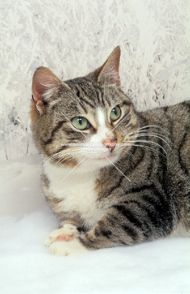 tabby and white household cat