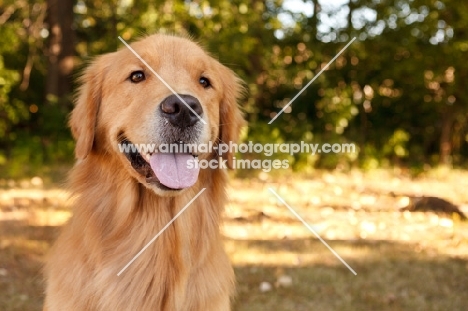 Golden Retriever head study