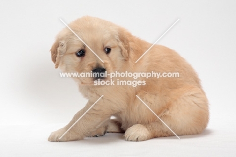 Golden Retriever puppy sitting down