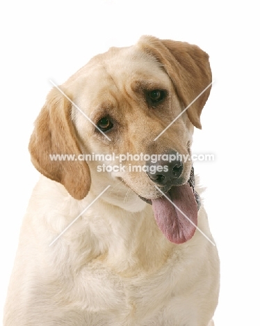 cream Labrador Retriever with tongue out