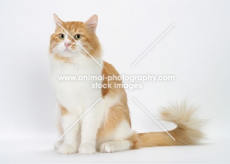 Red Mackerel Tabby & White Siberian cat