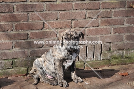 brown and black Cimarron Uruquayo puppy sitting on pavement and looking down