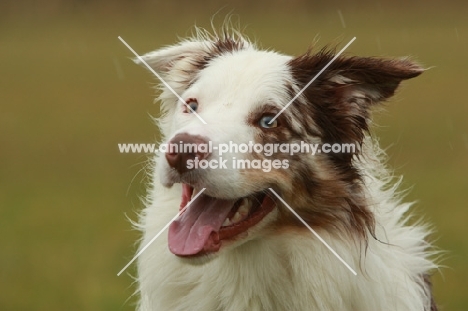 smiling Border Collie